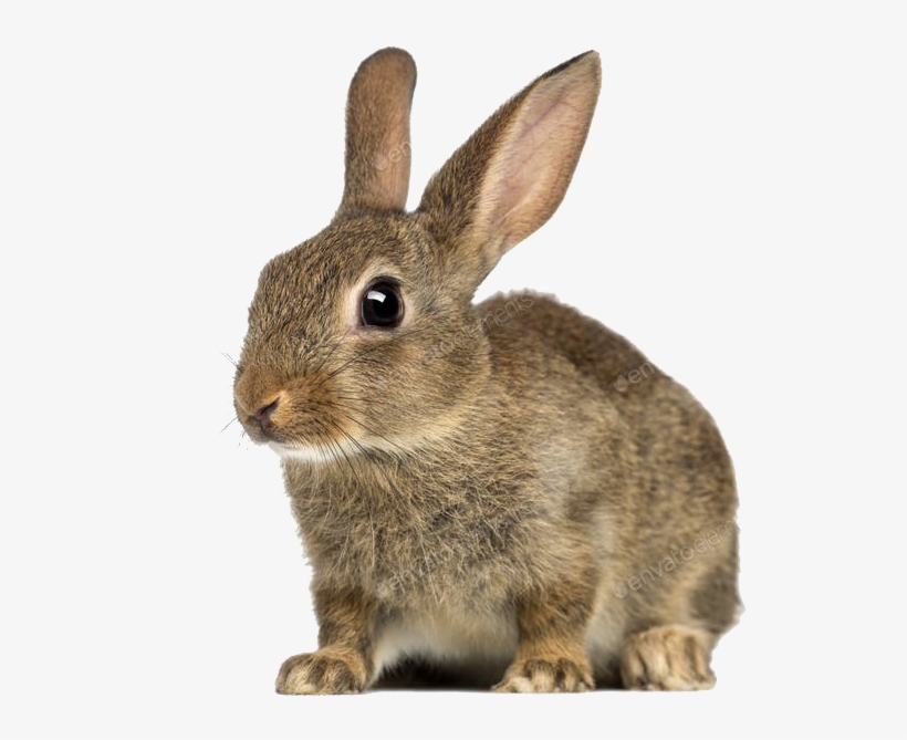 Oryctolagus Cuniculus, transparent png