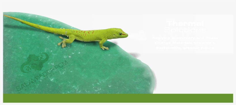 Applying Biomimicry And Phase Change Materials Towards - Carolina Anole, transparent png