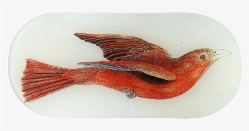 Canary, transparent png