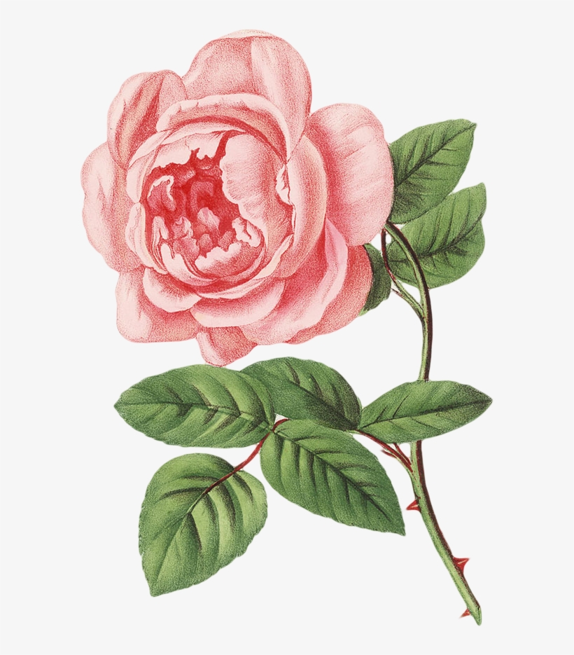 Botanical Photography Illustration Painting Drawing - Fragrances Spring, transparent png