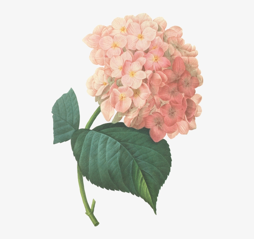 Buttercups Floral Design Provides Flowers And Decor - Hydrangea Flower Prints, transparent png