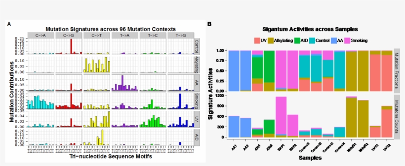 Mutation Signature Discovery By Bayesnmf For 14 Wes - Mutational Pattern R, transparent png