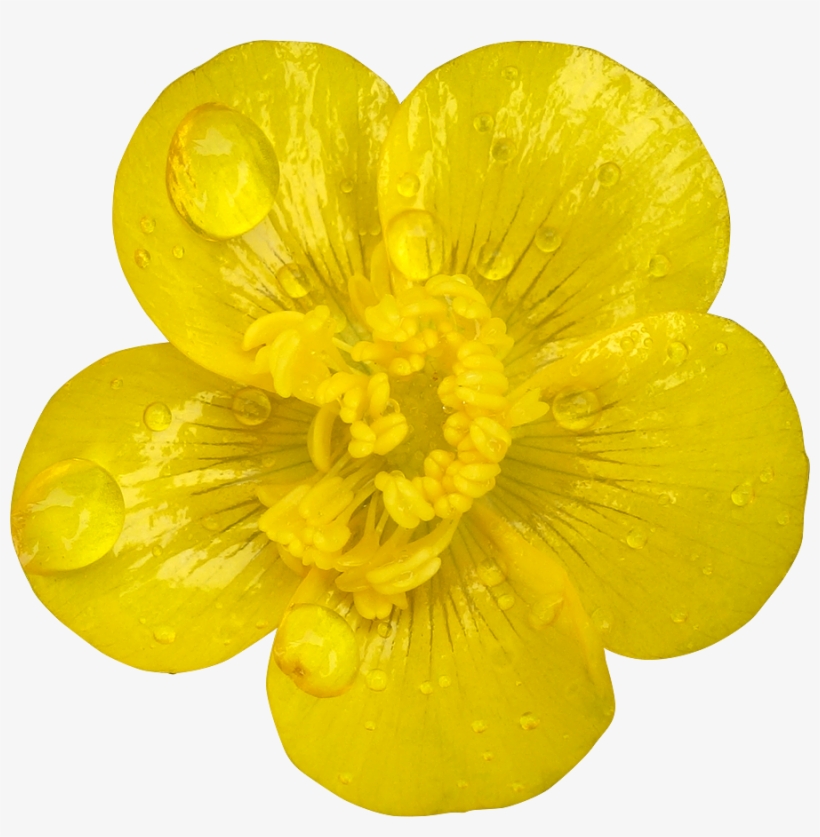34 Photo Fleurs Deto - Buttercup, transparent png