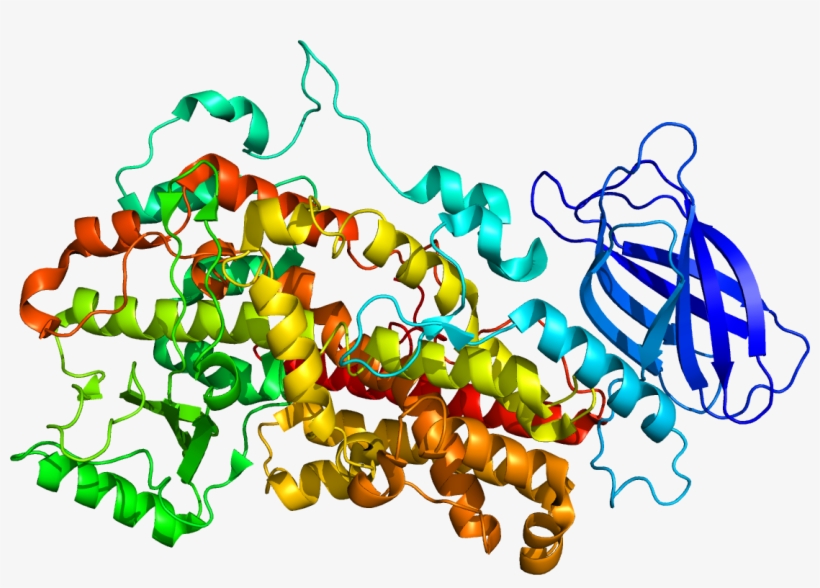 Protein Alox12 Pdb 2abu - 12 Lipoxygenase, transparent png