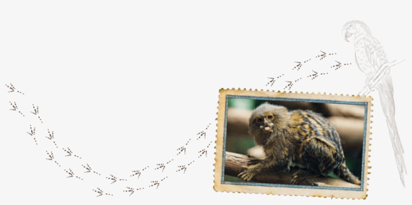 Macaque, transparent png