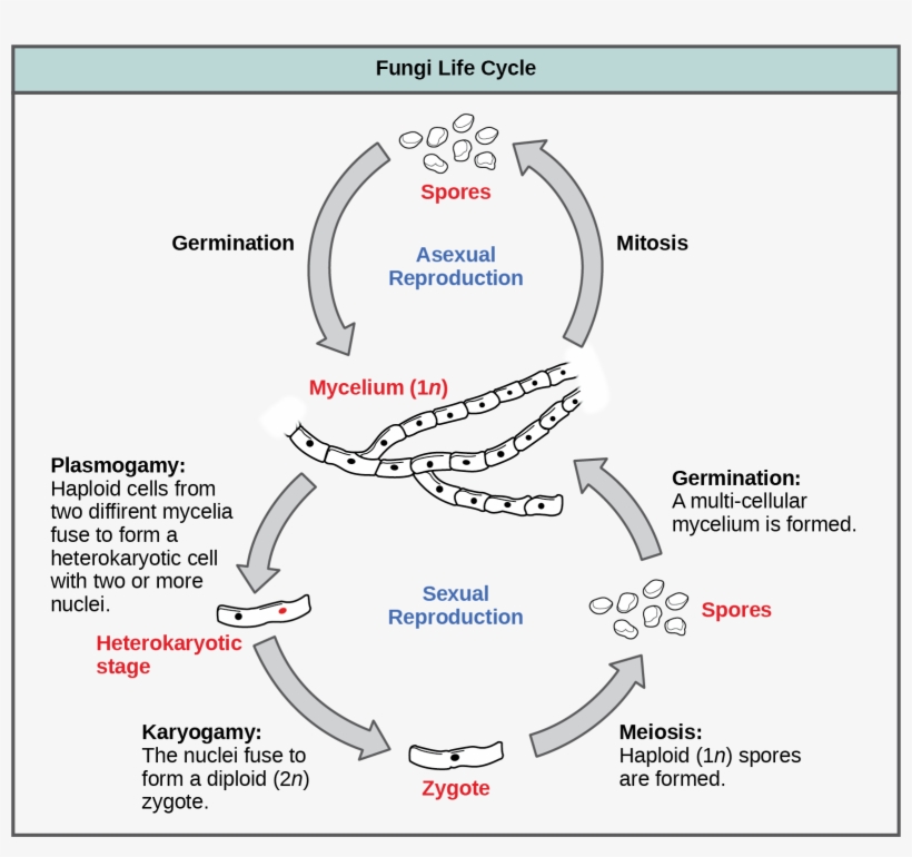 The Asexual And Sexual Stages Of Reproduction Of Fungi Do Fungi