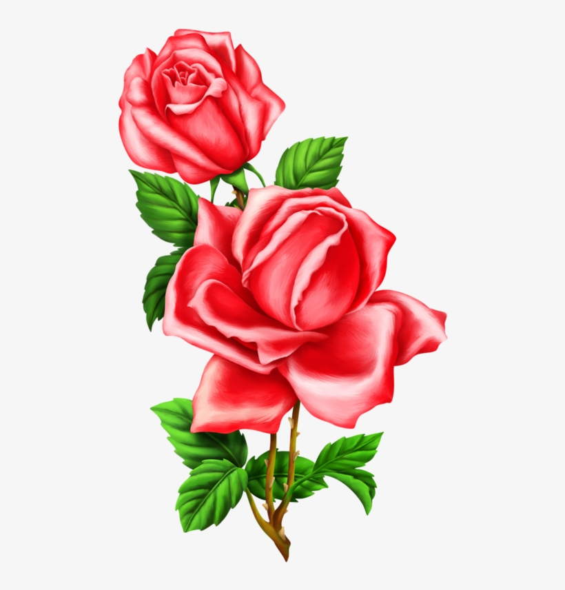 Roses,pink,roze,rosa, - Imagenes De Rosas Para Sublimaciones, transparent png