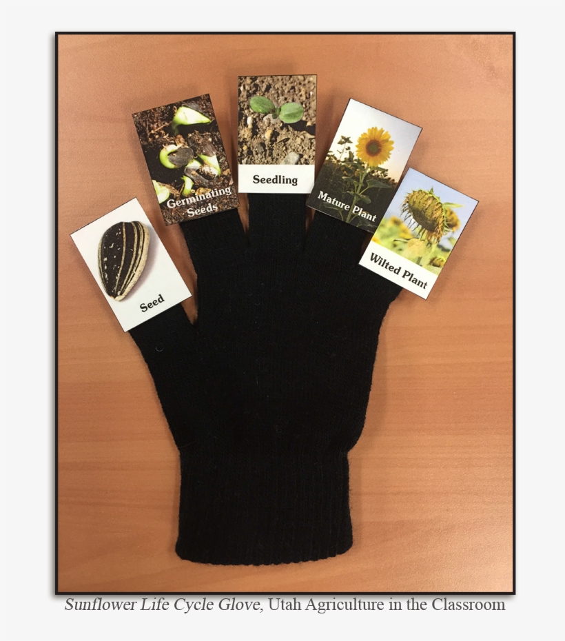 Sunflower Life Cycle Pdf, transparent png