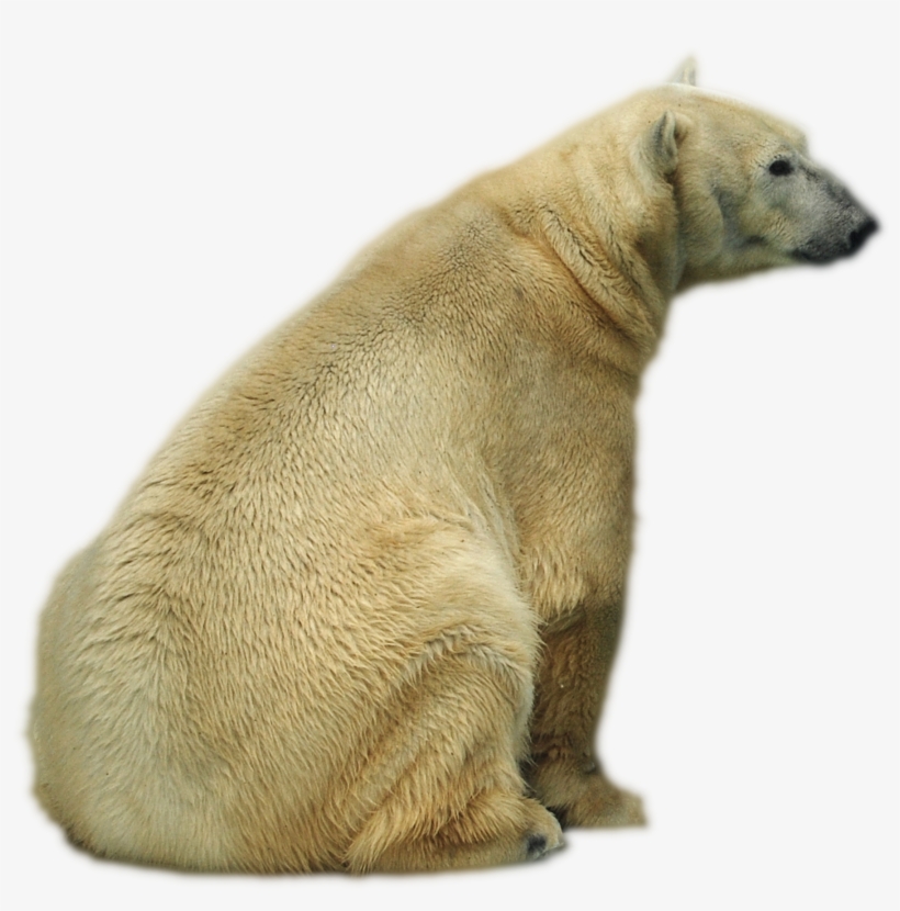 Oso Png - Polar Bear, transparent png