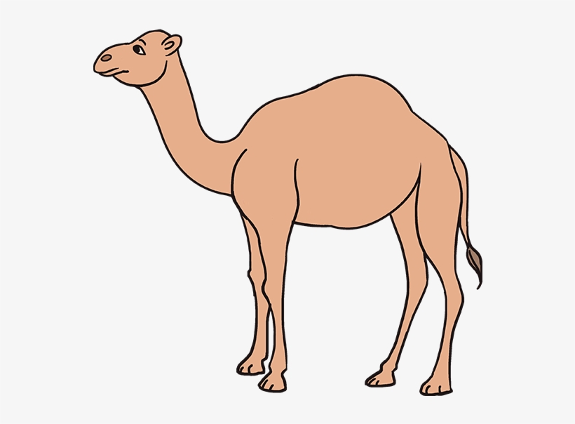 680 X 678 6 - Draw A Camel, transparent png