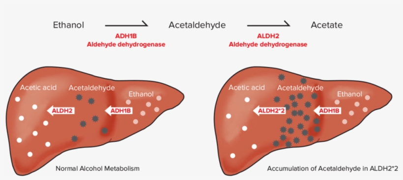 This Is How It Works - Alcohol Flush, transparent png