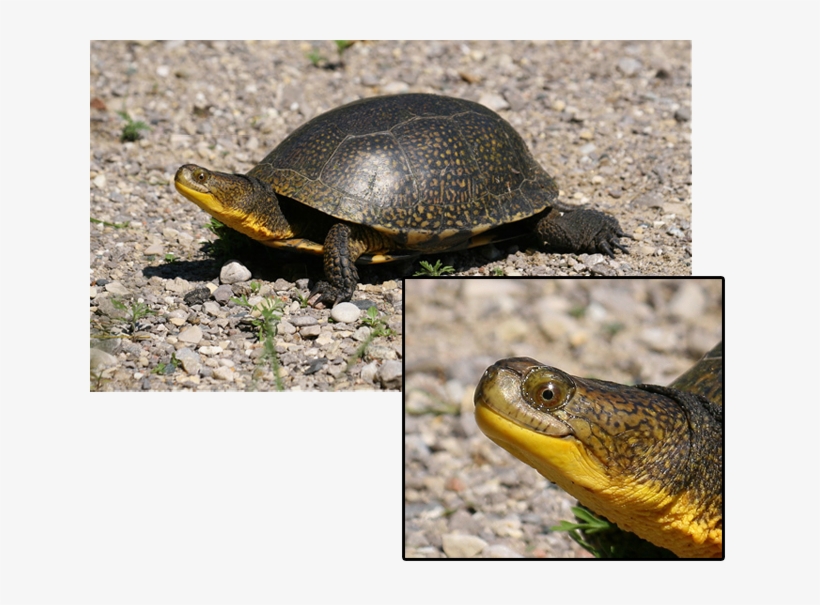 Turtle Smiling - Blanding's Turtle Turtles Ontario, transparent png