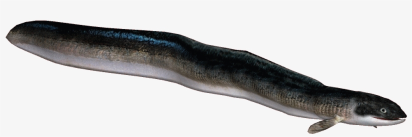 Japaneseeel - Appalachian Salamander, transparent png