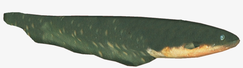 Electriceeldacentru - Electric Eel, transparent png