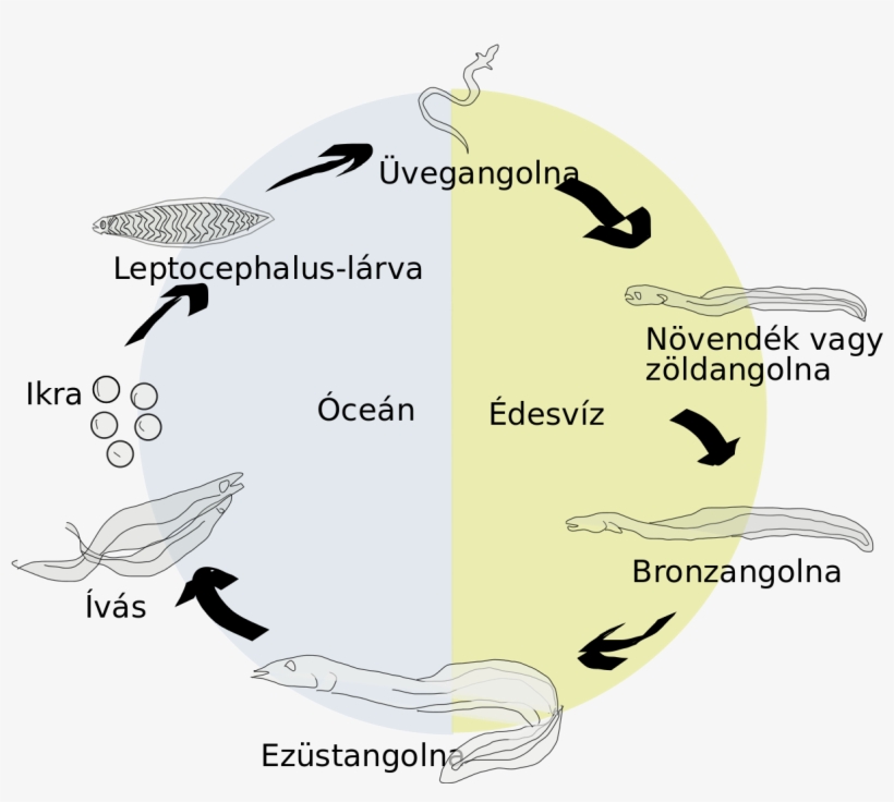 Eel Life Circle Hu - Illustration, transparent png