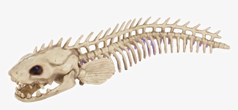 Electric Eel - Ankylosaurus, transparent png