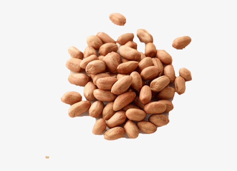 The Groundnut Belongs To The Pea And Bean Family And - Almond, transparent png