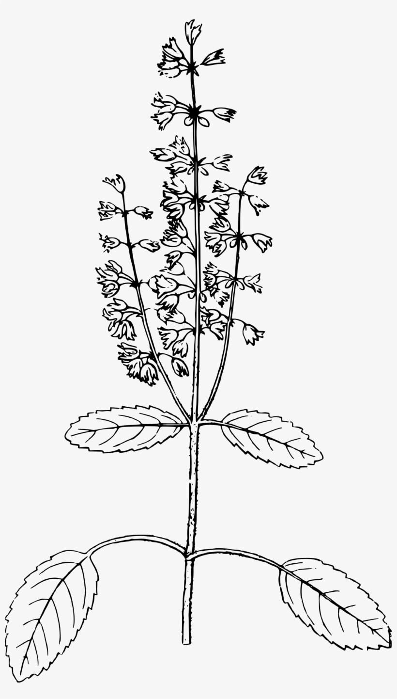 This Free Icons Png Design Of Holy Basil, transparent png