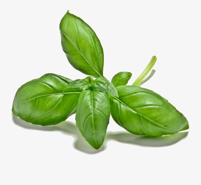 Cut Out 1024x1024 Basil Leaves Li3067842, transparent png