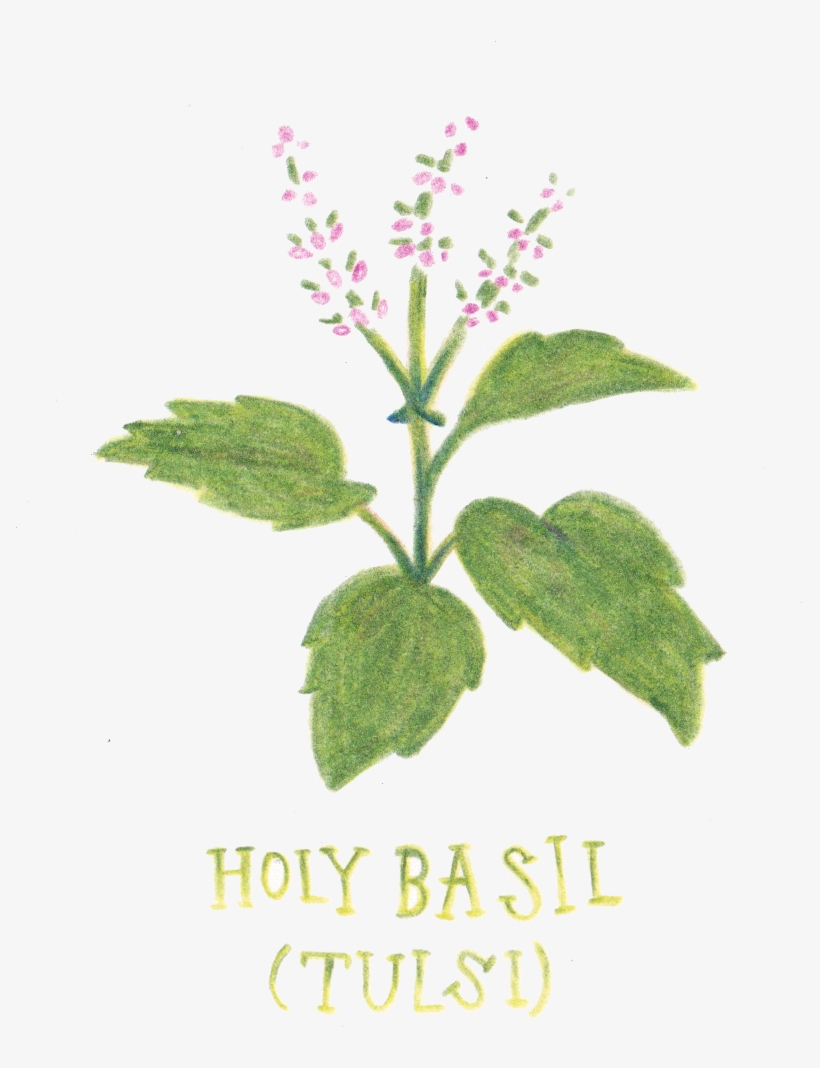 Holy Basil - Stock.xchng, transparent png