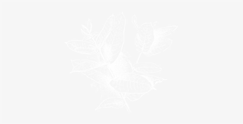 Basil - Portable Network Graphics, transparent png