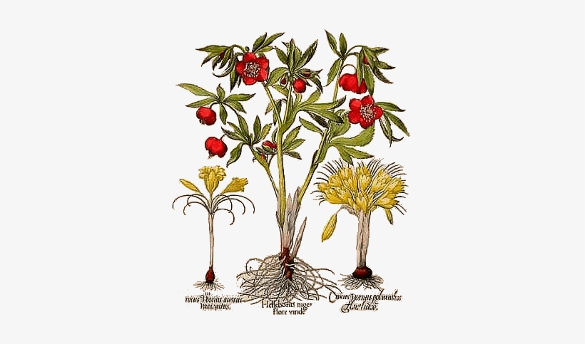 Basil Besler Hortus Eystettensis 1613 Pl362 Hellebore - Tinted Besler Botanical I Canvas Wall Art, transparent png