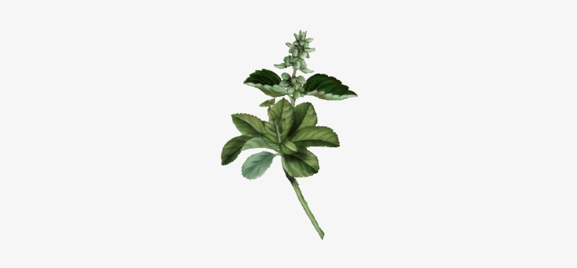 Image Freeuse Download Basil Drawing Flowering - Spearmint, transparent png