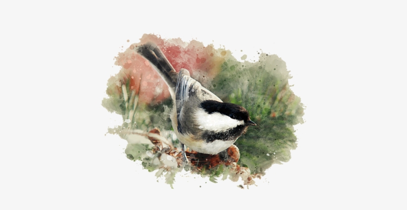 Click And Drag To Re-position The Image, If Desired - Thank You - Watercolor Painting - Black Capped Chickadee, transparent png