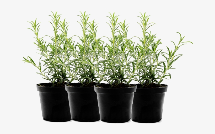 Hanging Flower Pots Png Download - Potted Herb Plant Png, transparent png