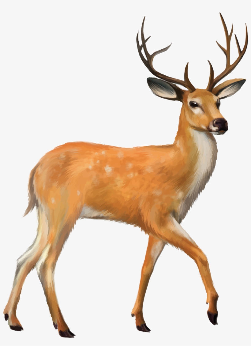 Fawn Drawing Mule Deer - Henscoqi Ar15 Rifle Scope 4-12x50eg Dual Illuminated, transparent png