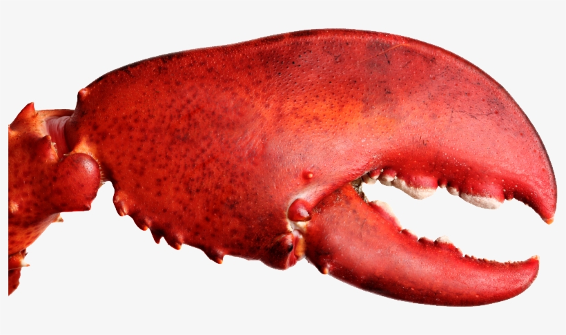 Lobster Claw Png - Eat Show Los Angeles, transparent png