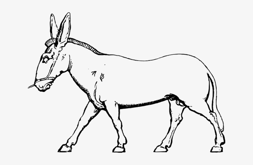 Donkey, transparent png