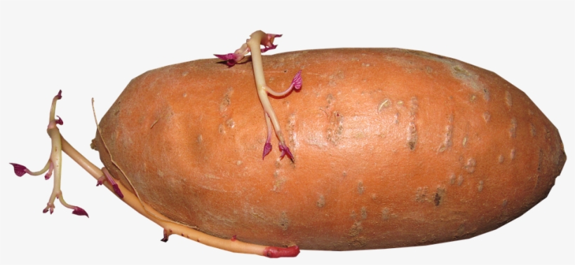 Sweet Potato, Vegetable, Growing, Shooting, Food - Sweet Potato, transparent png