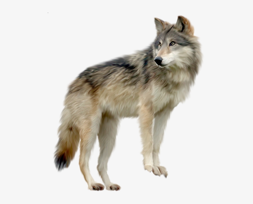Clip Library Wolf A D O R B L - Wolf Transparent Background, transparent png