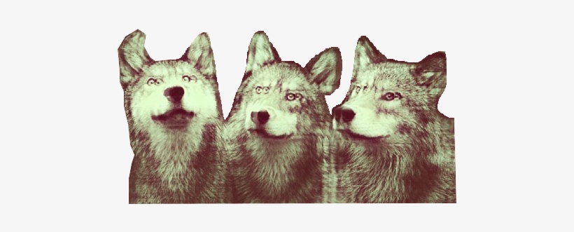 Wolf Clipart Tumblr Transparent - Transparent Wolf, transparent png