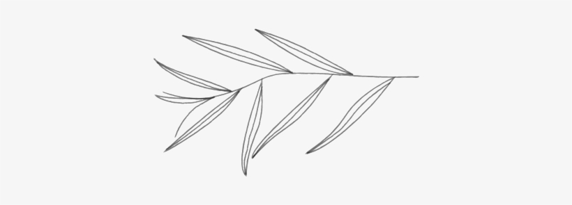 Willow2-01 - Line Art, transparent png