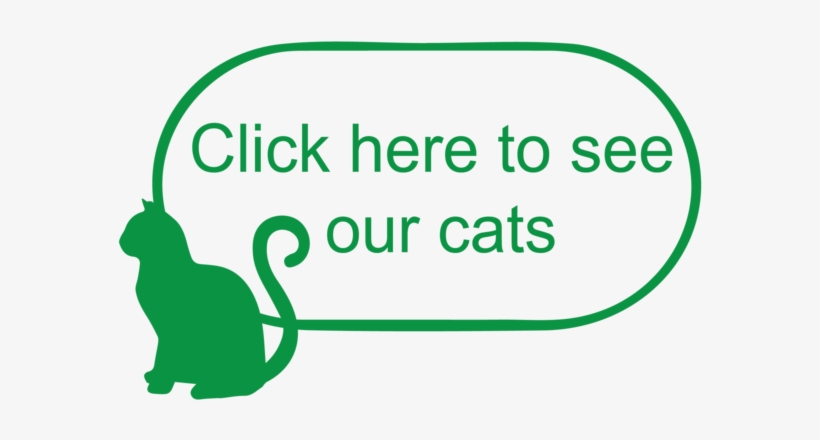 Catt-02 - Illustration, transparent png