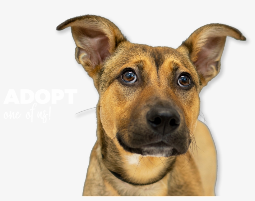 Companion Dog, transparent png