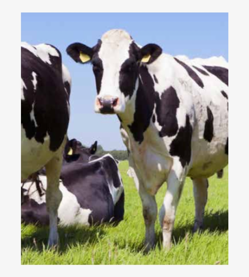 Nutreco Partners To Solve The Global Antibiotic Challenge, transparent png