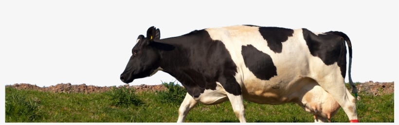 Home - Screw This I M Outta Here, transparent png