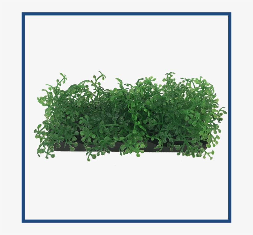 View Larger - Moss, transparent png