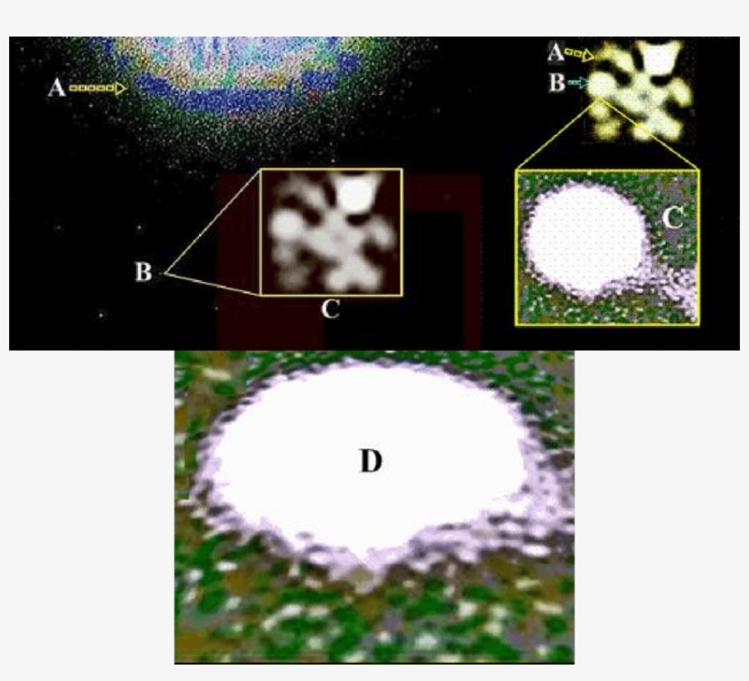 -(please Use The Pdf Document ( ) Magnification - Grass, transparent png