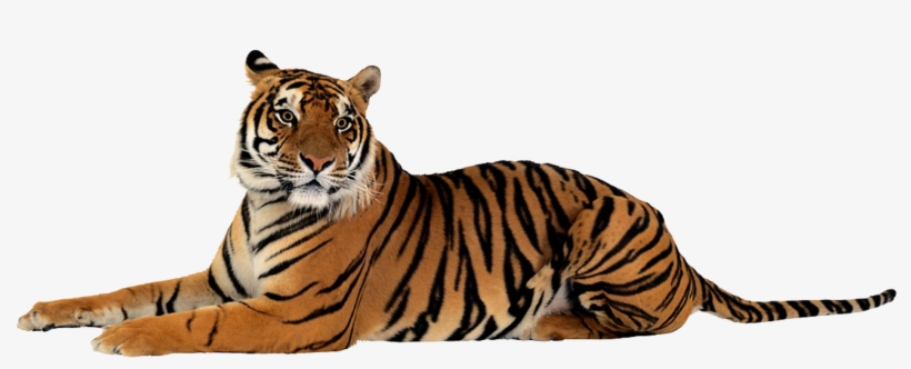 Format Ipn [5 - Tiger Png Transparent, transparent png