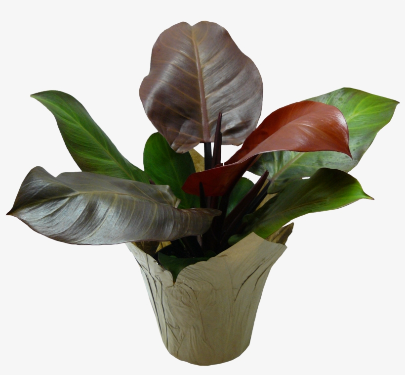 6in Prince Of Orange - Vase, transparent png