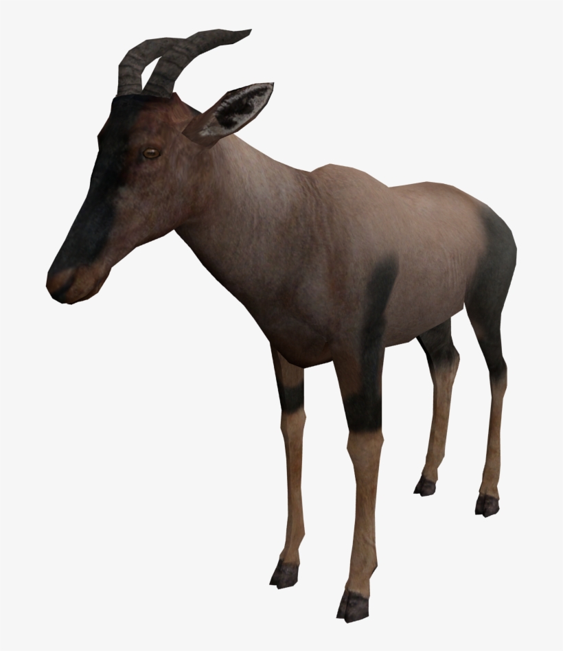 But Now I Have A Problem - Goat, transparent png