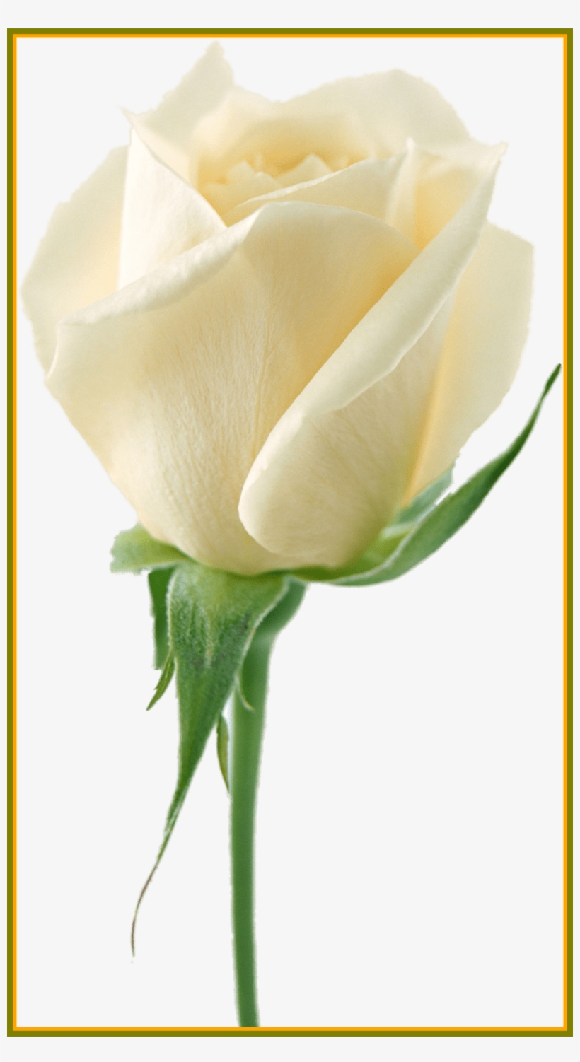 908 X 1619 9 - White Rose Flower Png, transparent png