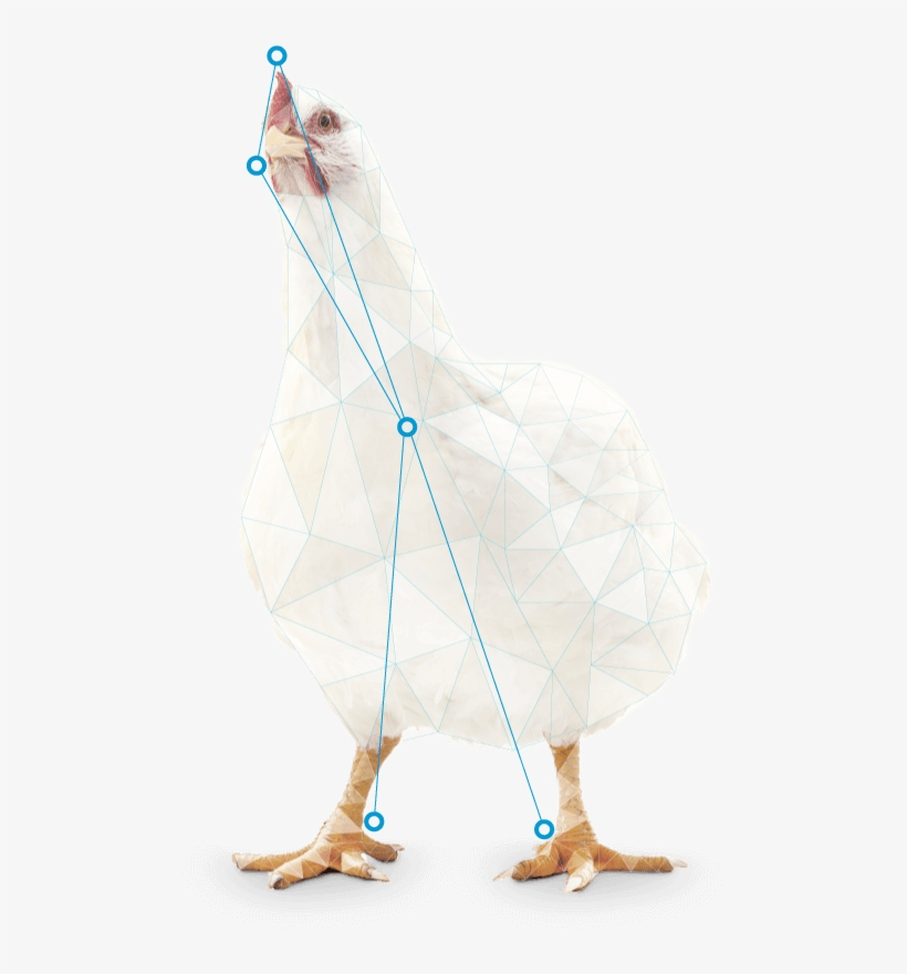 Usage In Broiler Feeds For Improvement Of Adg - Chicken, transparent png