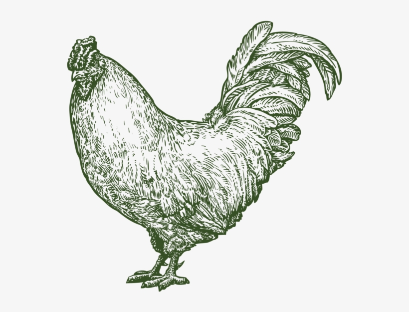Pastured Chickens & Eggs - Rooster, transparent png