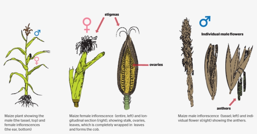 How Do Plants Reproduce Sexually - Do Plants Reproduce Sexually, transparent png