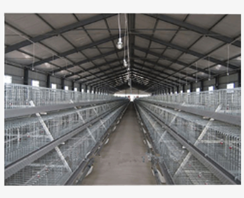 About 45 Days The Broiler Will Be Slaughtered For Market, - Broiler, transparent png